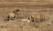 Females Nuzzling after Mating