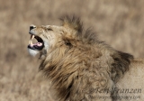 Lion Flehmen Response