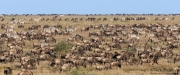 Wildebeest and Zebras Abound in Ndutu