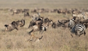 Cheetah on the Hunt