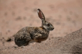 Cape Hare