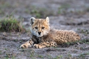 Cheetah Cub