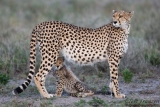 Cheetah Mother and Cub