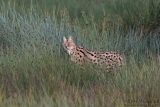 Serval Cat