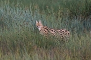 Serval Cat