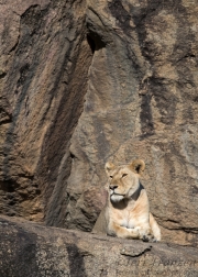 Lioness on a Kopje
