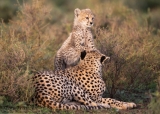 Cheetah Mother and Cub