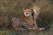 Cheetah mother and cub