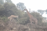 Giraffes in Fog