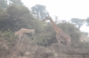 Giraffes in Fog