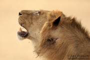 Young Lion Portrait 2