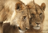 Lion Brothers