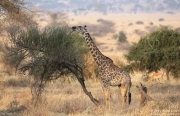 Giraffe of Tarangire