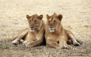 Young Lion Brothers