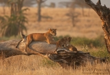 Lion Family at Sunset