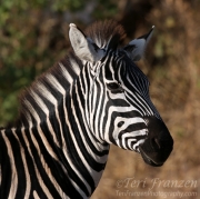 Zebra Portrait