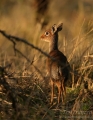 Dik Dik