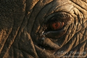 Elephant Eye