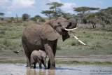 Infant and Mother Elephant
