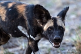 Wild Dog