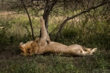 Lion of Ndutu