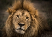 Lion of Ndutu