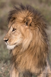 Lion of Ndutu