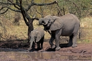 Elephants at the Watering Hole