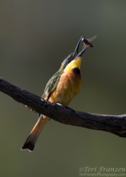 Little Bee-eater