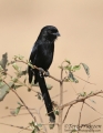 Magpie Shrike