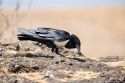 Pied Crow