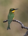 Little Bee-eater