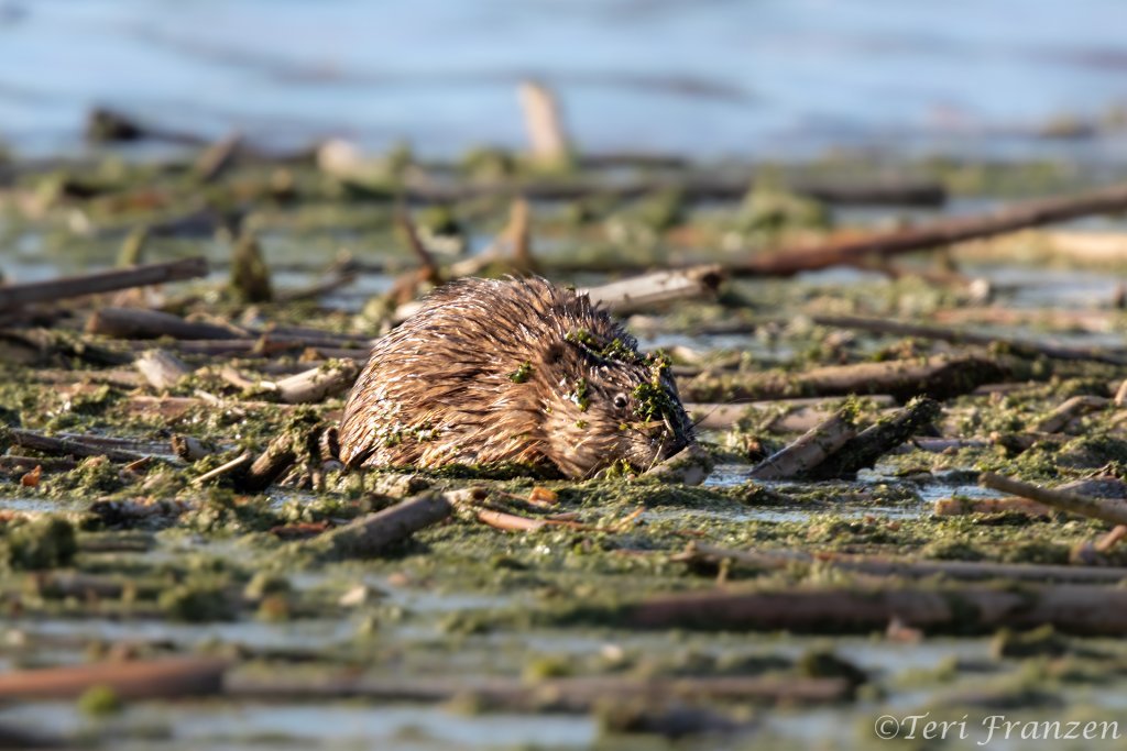 Muskrat