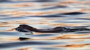 Muskrat