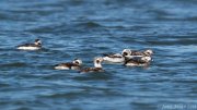 Long-tailed Ducks