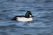 Common Goldeneye drake