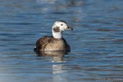 Long-tailed Duck