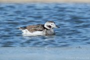 Long-tailed Duck