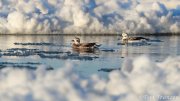 Wintering Long-tailed Ducks swimming amid the ice floes on Lake Ontario