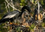 Nesting Anhingas