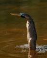 Female Anhinga