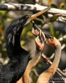 Male Anhinga and his Brood