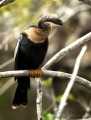 Female Anhinga