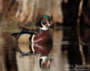 Wood Duck Drake