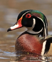 Wood Duck Drake