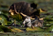 Wood Duck Drake