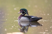 Drake wood duck in nuptial plumage