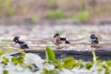 Wood duck boys' club