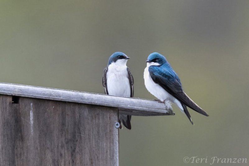 Tree swallows often perched on the box