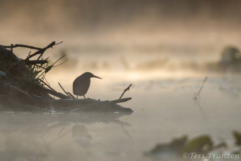Green heron unting on the lodge one foggy morning